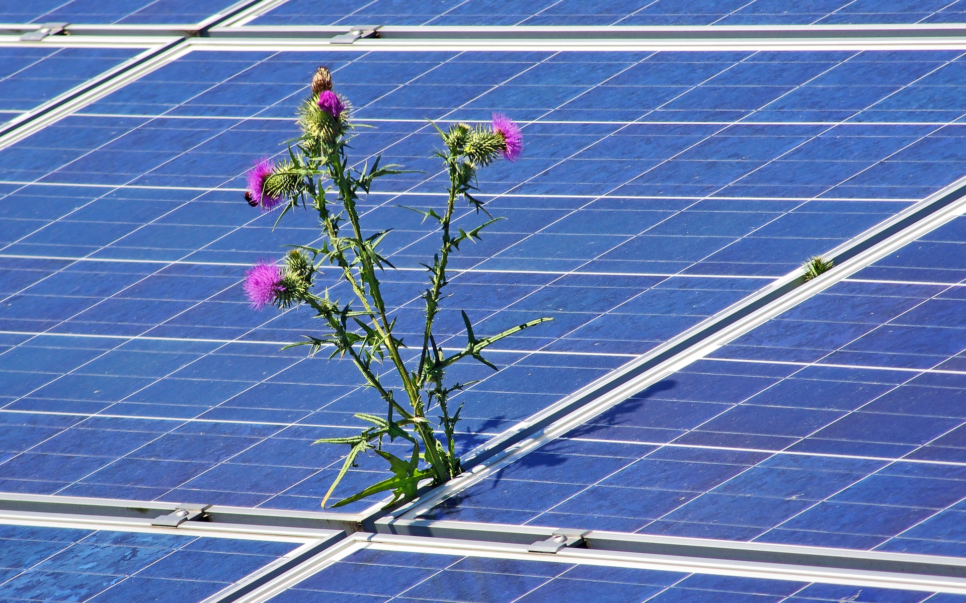 Solar panels with weeds growing in between